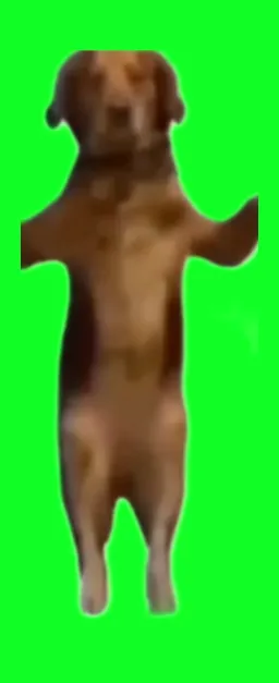dog dance , green screen