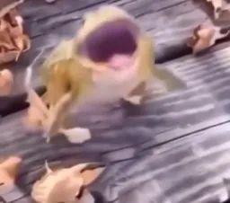 خندیدن قورباغه 