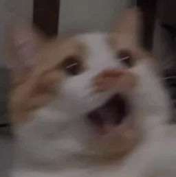 گربه متعجب