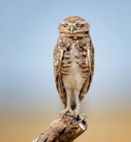 جغد