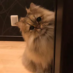 نگاه مظلومانه گربه