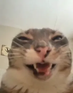 گربه کم عقل و خنگ