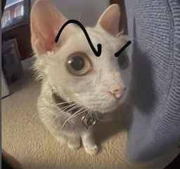 شک کردن گربه