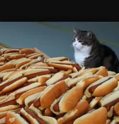 Cat and hotdogs