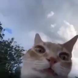 Confused cat