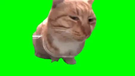 suspicious cat green screen