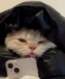 Cat with IPhone 