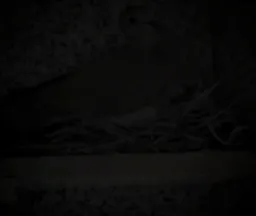 واکنش کفتر