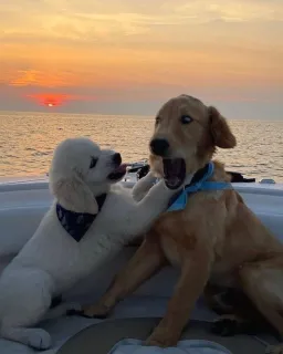 The dog's slamming another dog