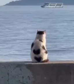 گربه زل زده به دریا