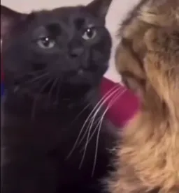 نگاه گربه بی تفاوت به گربه سخنگو