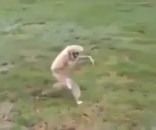 Running monkey