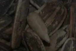 بهترین تخمه