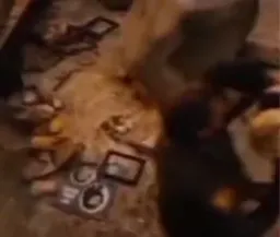 هوملندر درحال دعوا