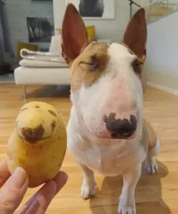 potato looking like dog