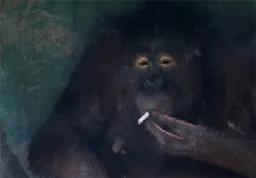 شامپانزه درحال سیگار کشیدن