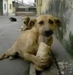 سگ درحال خوردن ساندویچ