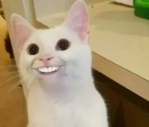 cat smile