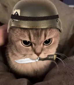 Cat of Soldier Knife to mouth