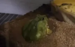 قایم شدن غورباقه