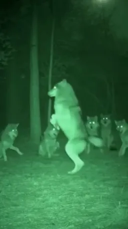 گرگ ها درحال رقصیدن