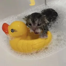 cat in water