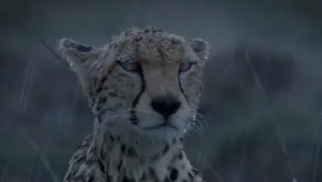 Cheetah under the rain