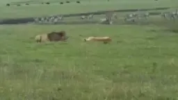 سگ درحال حمله به شیر ها