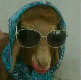 Goat with makeup