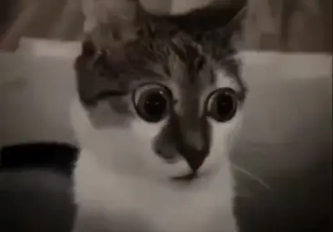 Shocked cat