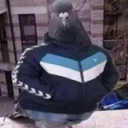 Pigeon