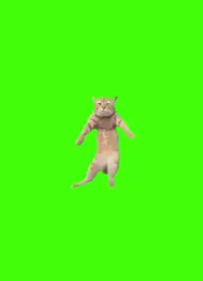 cat dance (Green Screen)