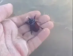 سوسک داره غوطه میخوره