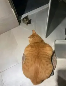 small cat and big cat