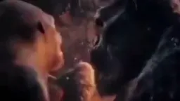 A weak monkey fight and a strong monkey