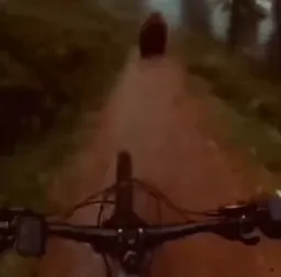 تصادف دوچرخه با خرس و شیک زدن خرس