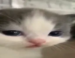 گربه متعجب زل زده به دوربین