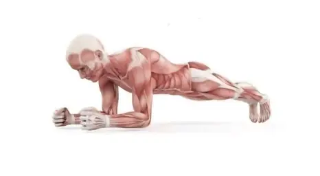 Muscular man planking