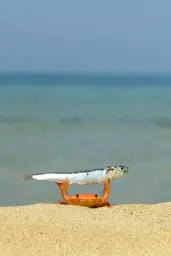 Tiny crab showing off his catch