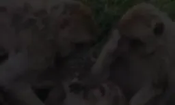 میمون ها نگران یک میمون دیگه