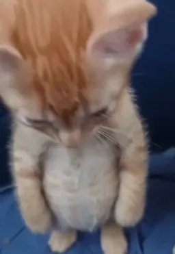 گربه