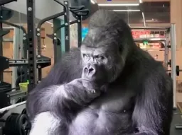 Gorillas are thinking inside the club