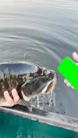 Man is showing the green curtain plate to the fish