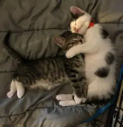 Two cats hugging each other