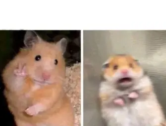 Scared hamster vs happy hamster