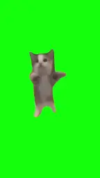 Happy Happy cat green screen