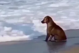 Sad dog on the beach