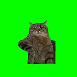 The cat kneeling on table(Green Screen)