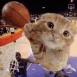 Basketball cat