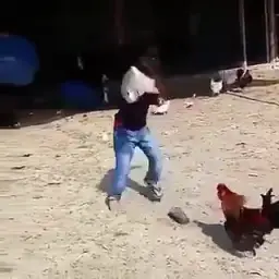 Cock fight